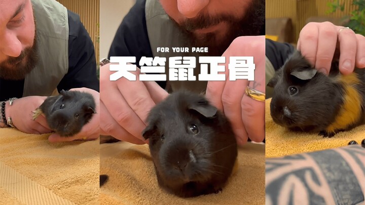 Pengurutan tulang untuk marmut yang sakit punggung