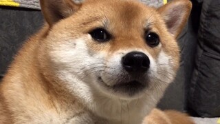 If you keep blowing on a Shiba Inu