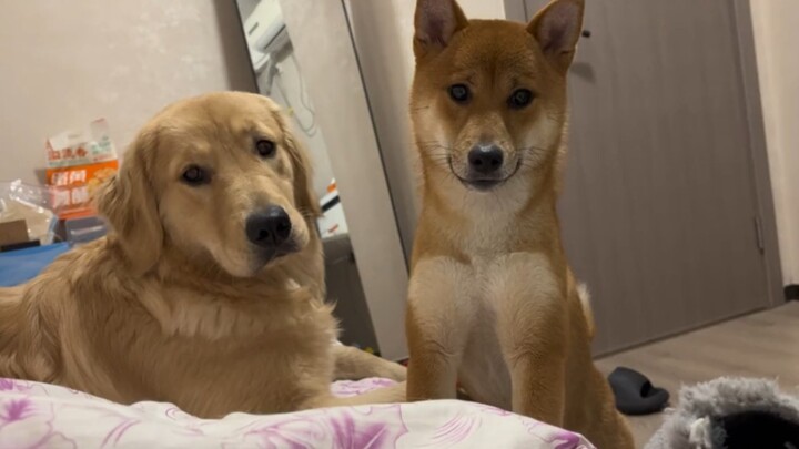 Dog: Do you want to die?