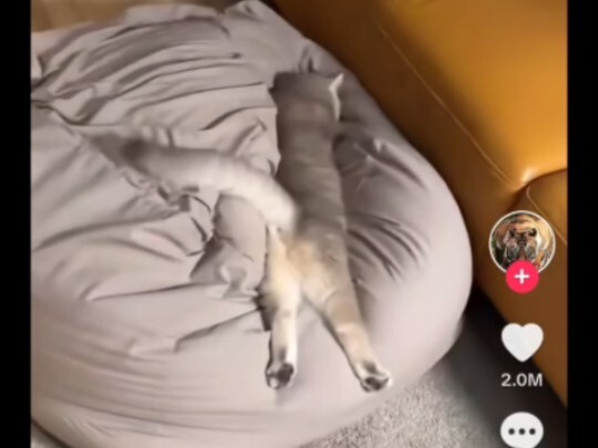 Overseas netizens are cracking up over a Chinese vlogger’s video: the kitten dashes onto the sofa an