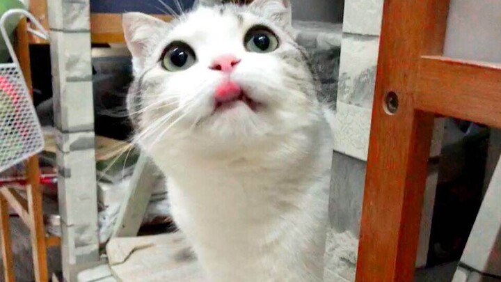 [Daily Life] When I’m exhausted, I bury my face in my cat’s soft belly, and all my worries vanish.