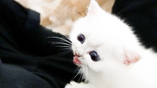 The kitten Leo uses Kneading well and can be spoiled