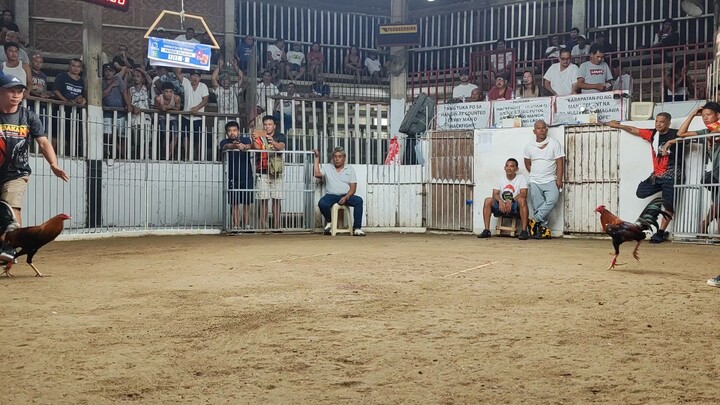 The Berdugo Blueface Hatch x Lemon