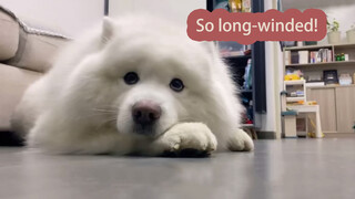 Samoyed: He's So Verbose!