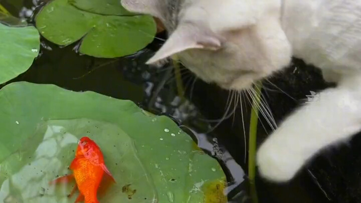 Ikan yang Tuhan berikan padaku