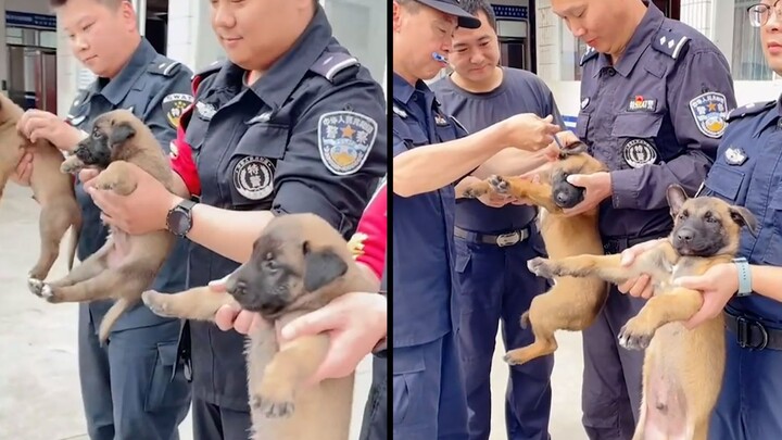 Anjing polisi yang super menggemaskan yang tadi antre minum obat kini kembali antre untuk disuntik; 