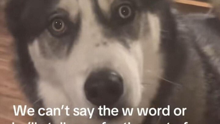 Anjing adalah sahabat terbaik manusia