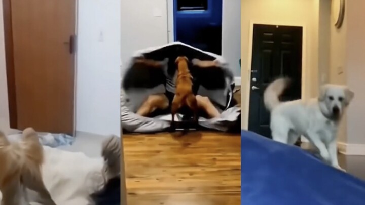 [TikTok] Teasing the dog—humans are serious!