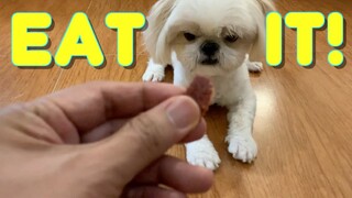 Trying to Trick Borgy the Shih Tzu to Eat His Dog Food ( Cute & Funny Shih Tzu Dog Video)