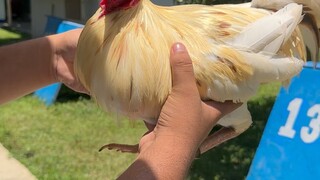 #Mandaragatgamefarm🔥sparring ng brood cock #bicol