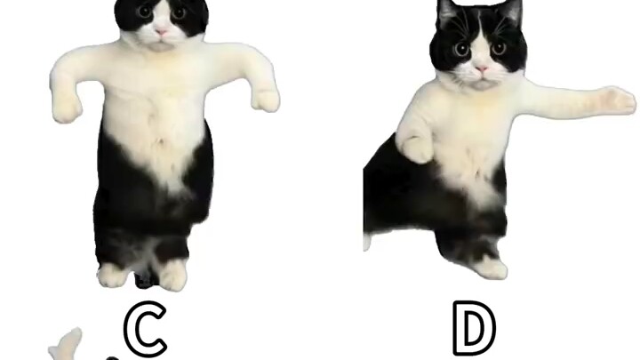 Which one in the video is Milk Cat's bathing dance?