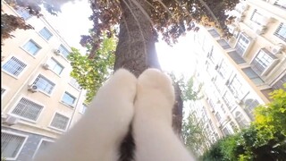 "When I woke up, I was reborn as a cat!"