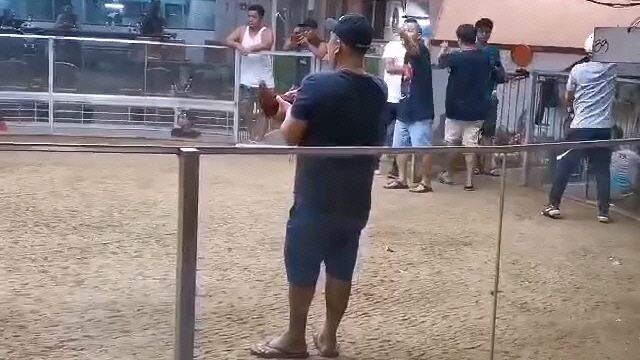 #7stagderby elemanation#gallera de mandaue #fight #3 #win