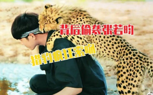 Zhang Ruoyun is so charming that a cheetah pounces on him, begging for a kiss!