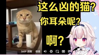 日本萝莉看圆头耄耋 问这猫怎么没耳朵？