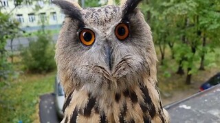 Pilar Api dan Pilar Burung Hantu akan menyundulmu!