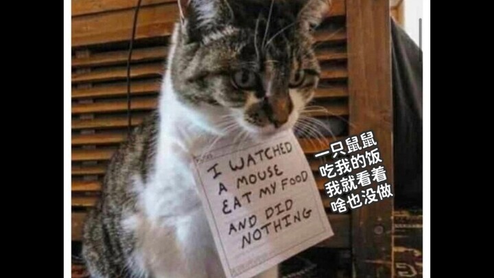 Menu makan siang hari ini, meme kucing, silakan dinikmati!