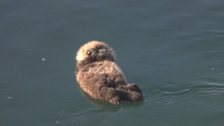 The baby sea otter sleeping on the sea is so cute that I want to rub it