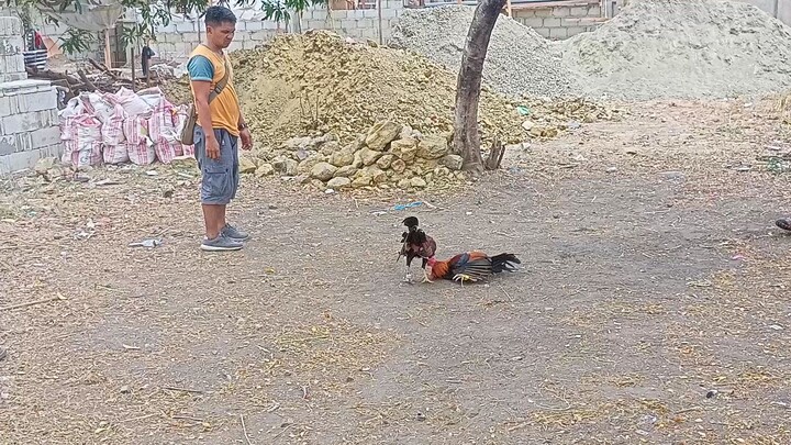 dalusapi🐓