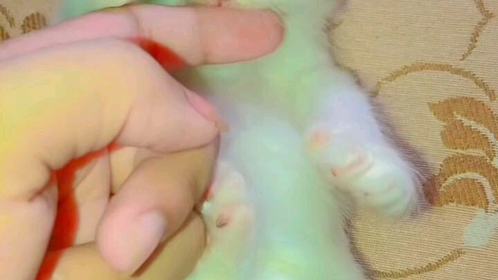 🐱
