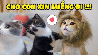 SALMON THÍCH GÌ NHẤT??? | TOP 5 TRÒ PHẢI THỬ CÙNG MÈO CƯNG | The Happy Pets #75