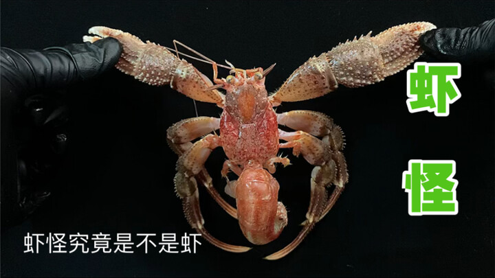 Apa saja bagian udang raksasa yang nggak boleh dimakan, dan gimana cara masaknya supaya rasa segarny