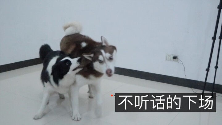 The Pomeranian disobeyed its owner, and as soon as the Border Collie saw it, it pounced and gave it 