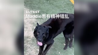 Maddie是一只出生就有精神错乱的狗狗，但我觉得其实是主人有精神错乱！
