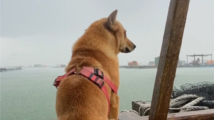 Chinese Marine Dog