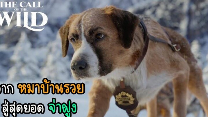 หมาบ้านคนรวยชีวิตพลิกผันกลายเป็นหมาลากเลื่อน│สปอย The Call of the Wild