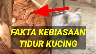 FAKTA KEBIASAAN TIDUR KUCING - TIDUR SEKITAR 16 JAM SEHARI