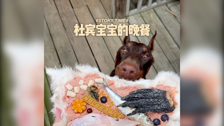 Bữa tối của bé cún Doberman 15 tháng tuổi