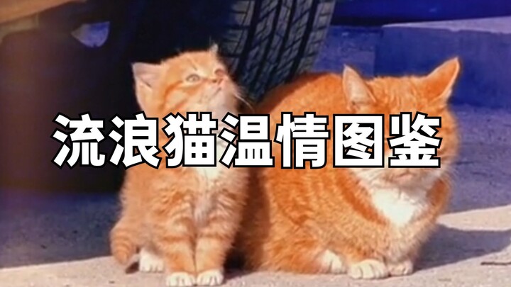 Album Foto Hangat tentang Kucing Jalanan