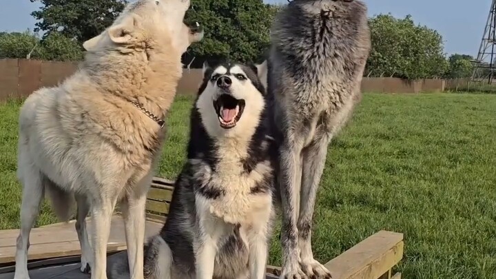 Cuộc so tài tiếng hú: Sói vs Husky