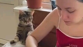 Mèo con ra sức ám chỉ, đáng yêu quá đi mất, làm sao nỡ không cho nó cơ chứ?