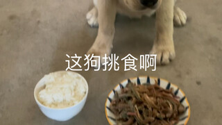 Anjing ini pemilih dalam hal makanan.