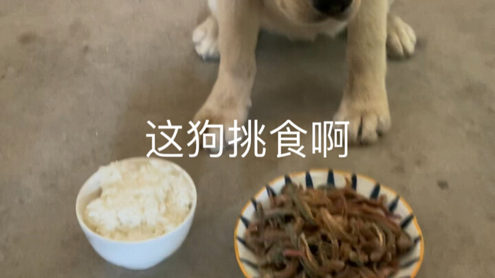 This dog is a picky eater.