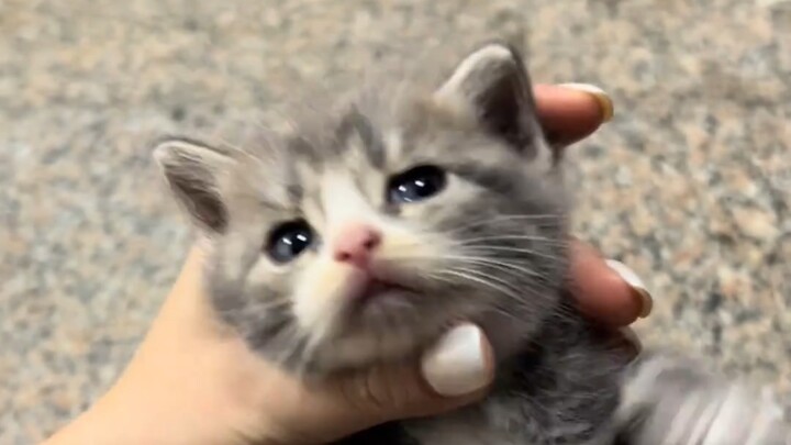 Nhanh đến rửa mèo con đi! Đây là giống mèo jazz gì vậy?