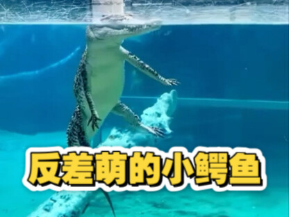 My heart melted the moment the second little crocodile showed up!