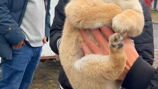 谁说田园犬的颜值不高的