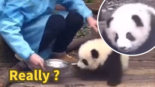 Panda Qiyi: The Sound of Knocking the Bowl, Milk? Oh Water…