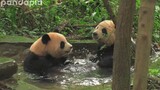 Panda-panda bermain air dengan cakarnya!