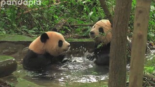 "Panda". A serious water battle.