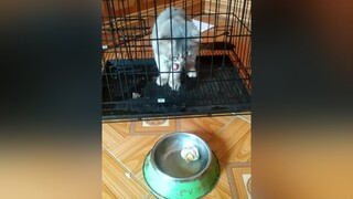 Lu khó tính lắm...yeumeo yeuchomeo mèocon mèo chómèo mèocon mèo_cưng mèokhôn yeuchomeo cưng meocute pet cat catsoftiktok xinh cưng