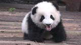 [Hewan]Momen menggemaskan bayi panda di kebun binatang