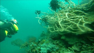 PALAWAN WRECK DIVING AND Sea Clams: Tridacna Clam Species + FISHES I