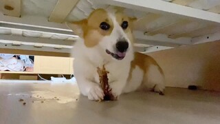 Corgi: Để Em Cho Mọi Người Xem Cách Gấu Trúc Ăn Trúc Nhé!