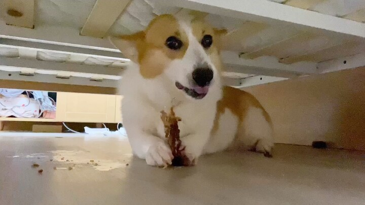 Corgi: Let Me Show You How a Panda Eats Bamboo!