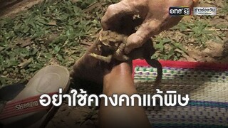 อย่าใช้คางคกแก้พิษ | ข่าวช่องวัน