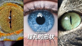 瞳孔的形状是猎食者和猎物在不断进化中演变而来的成果！感叹自然的神奇！